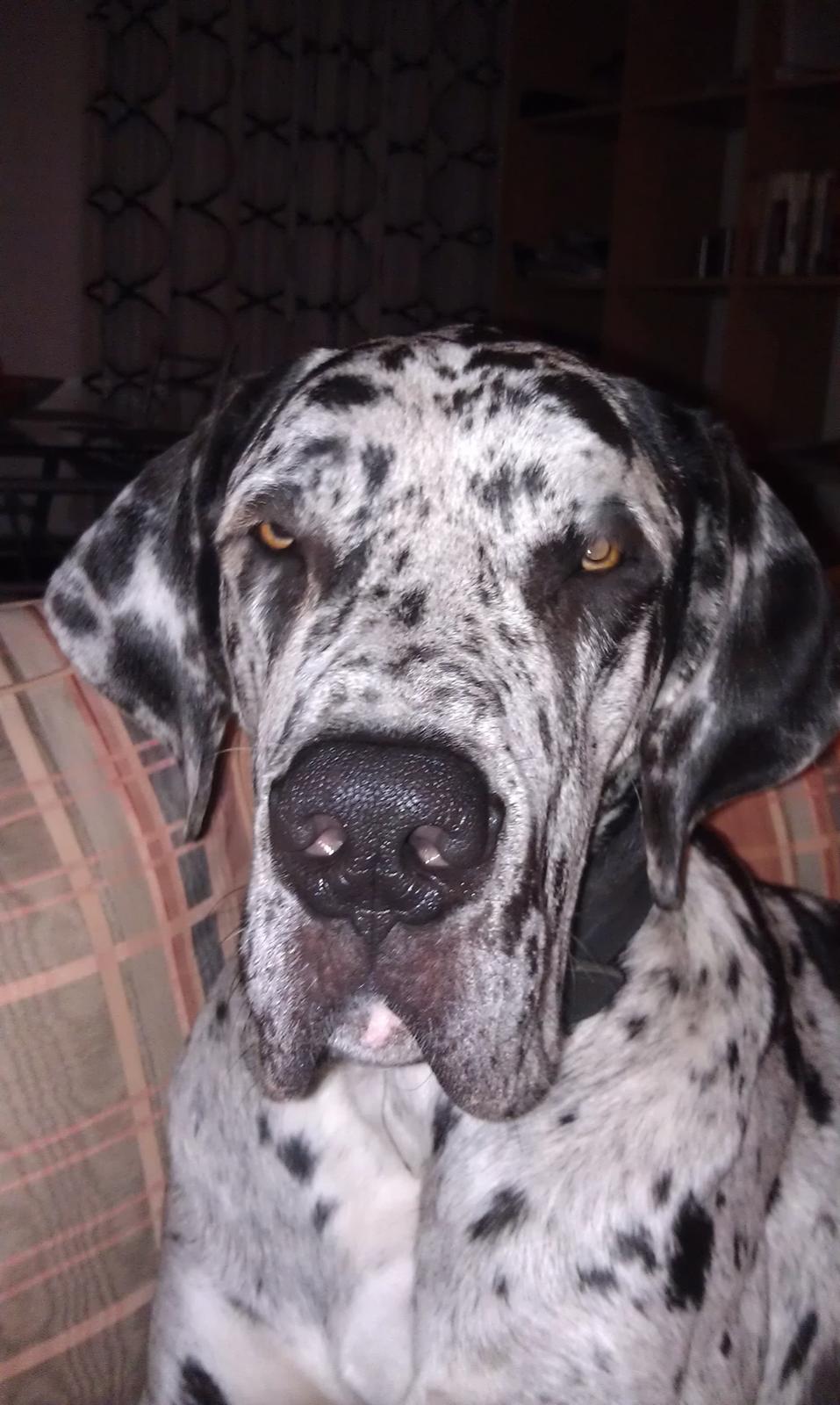 Grand danois Kawa - far jeg gider ikke du tager alle de billeder når jeg slapper a :) billede 8