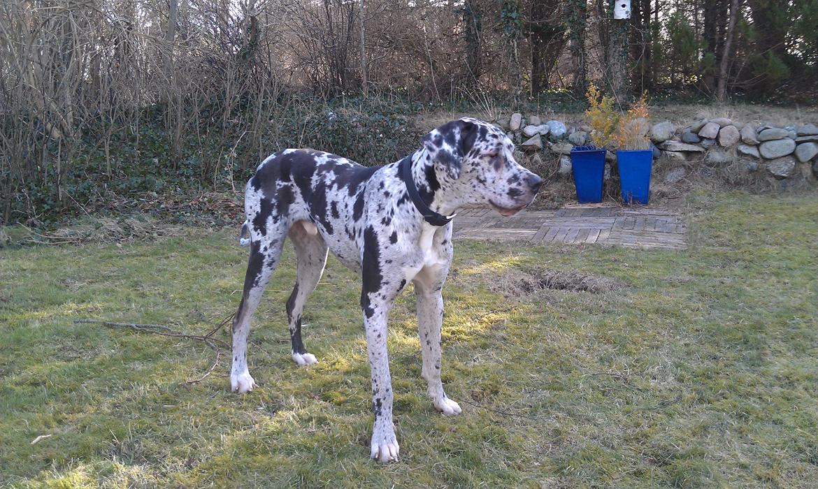 Grand danois Kawa billede 9