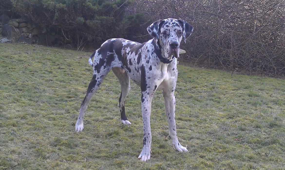 Grand danois Kawa billede 10