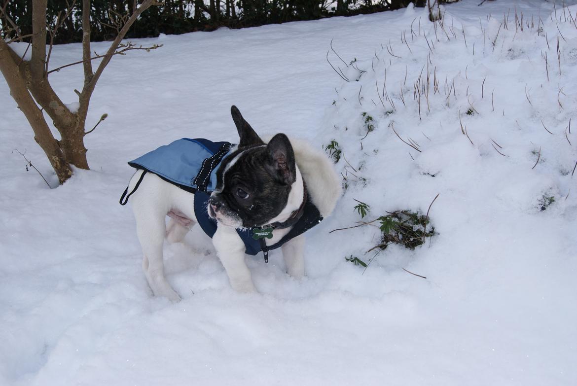 Fransk bulldog Louie billede 4