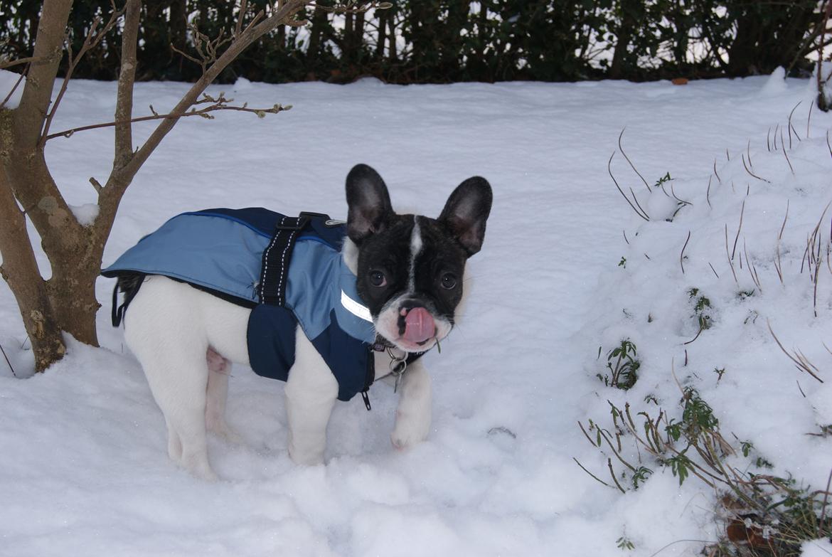 Fransk bulldog Louie billede 5