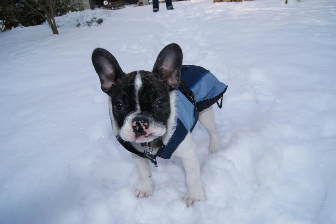 Fransk bulldog Louie billede 6