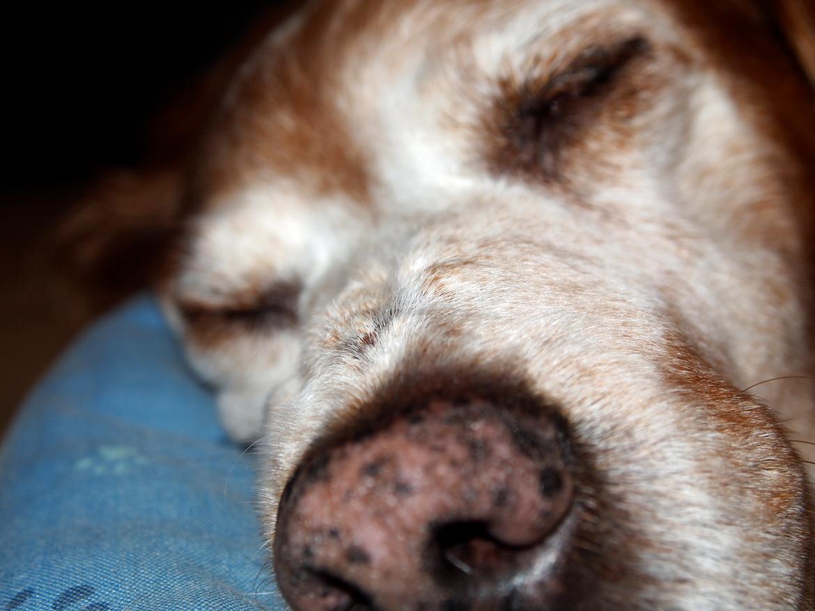 Breton Snubbi  - :* billede 11