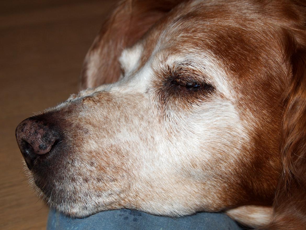 Breton Snubbi  billede 12