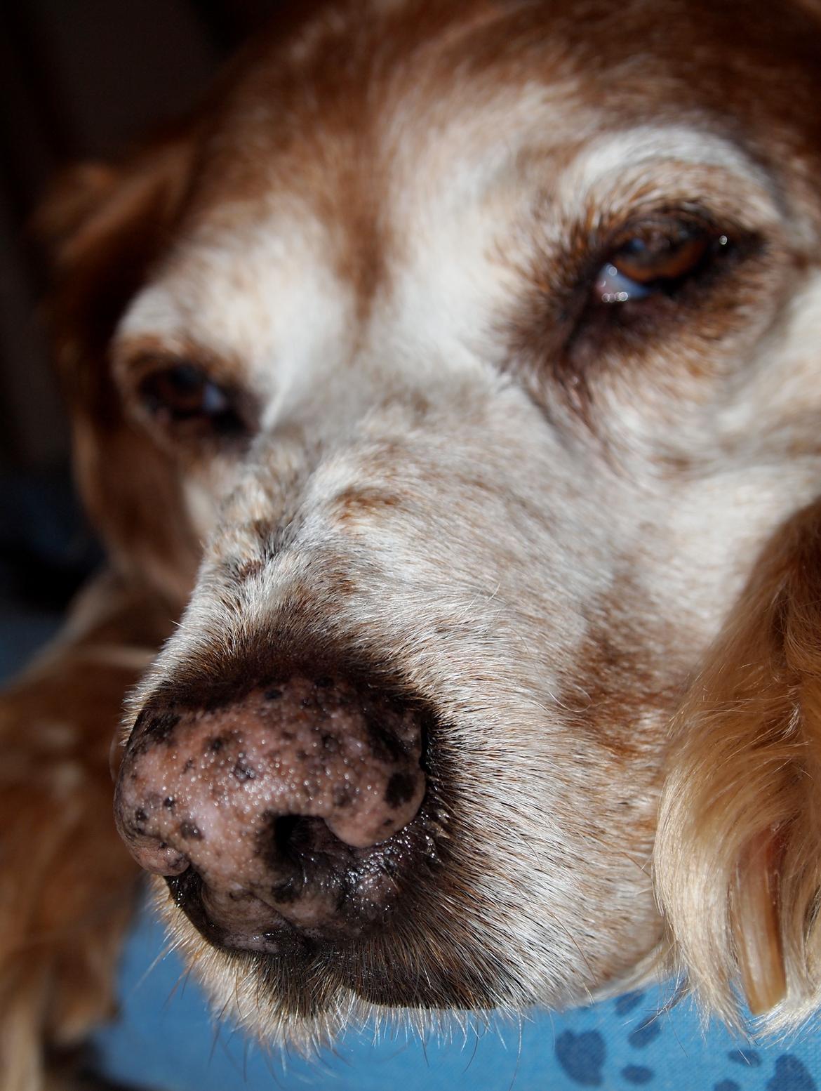 Breton Snubbi  billede 13