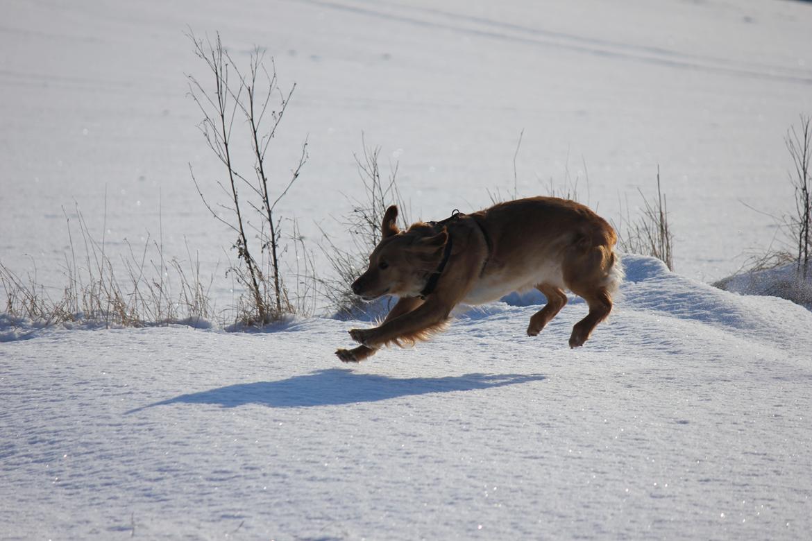 Golden retriever Karla billede 2