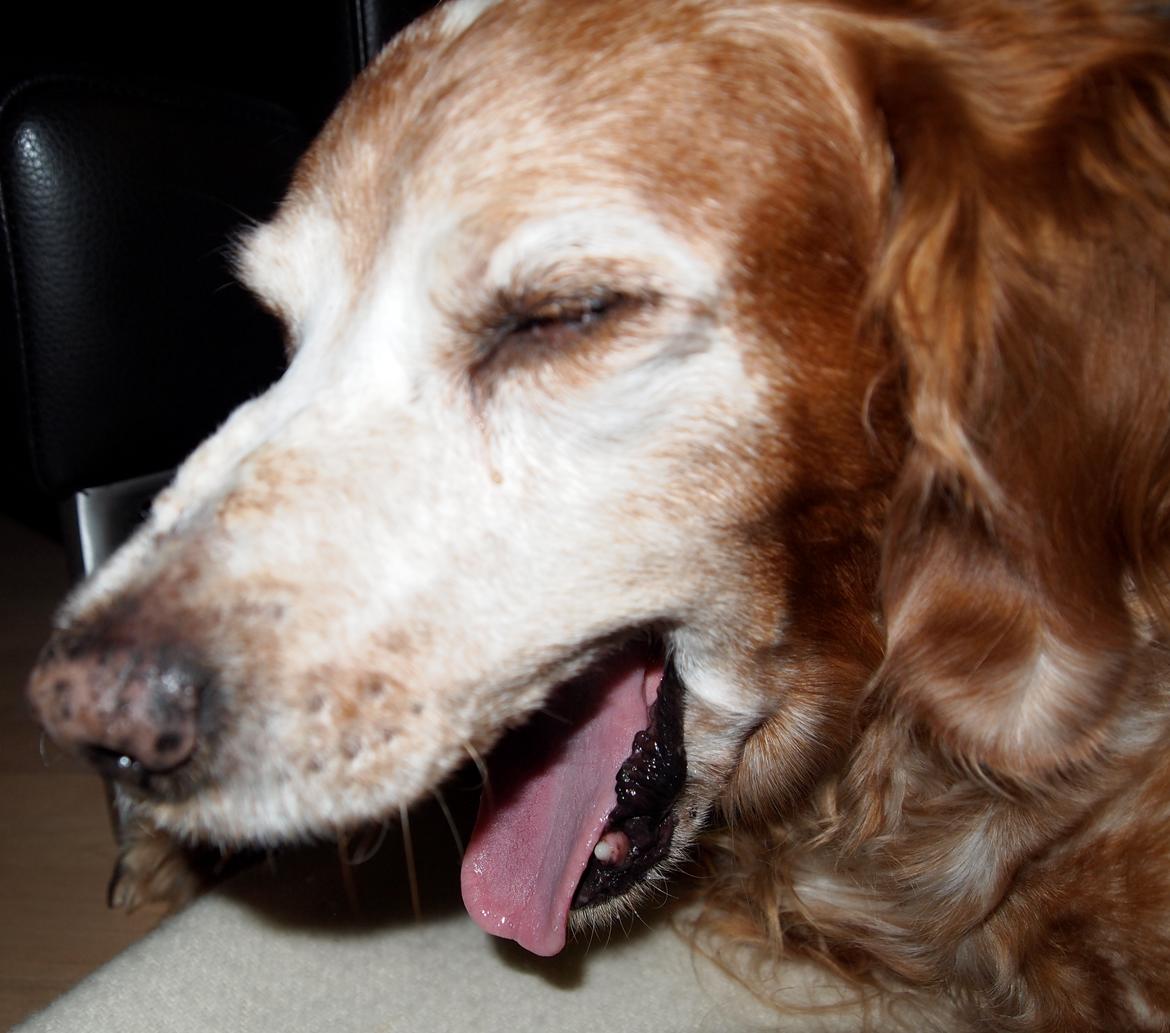 Breton Snubbi  - Gaab!<3 billede 14