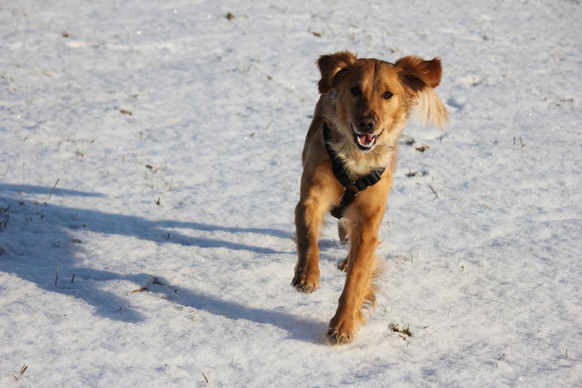 Golden retriever Karla billede 3