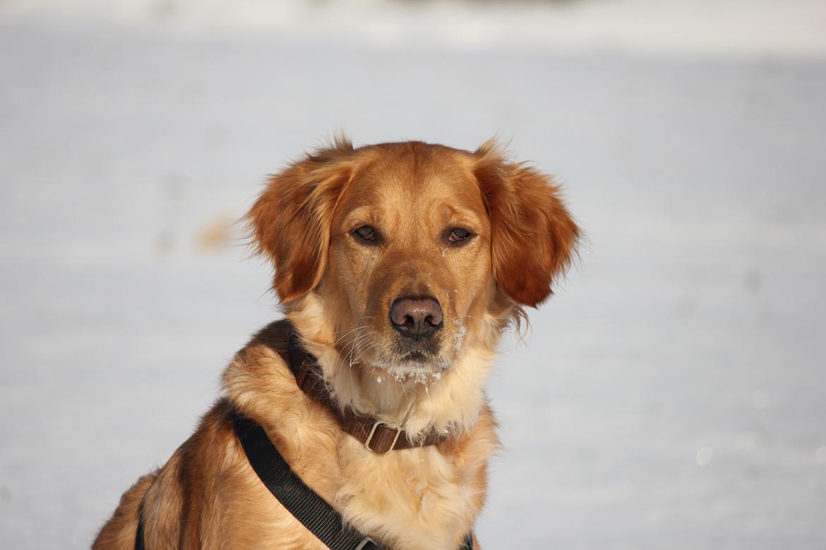 Golden retriever Karla billede 4