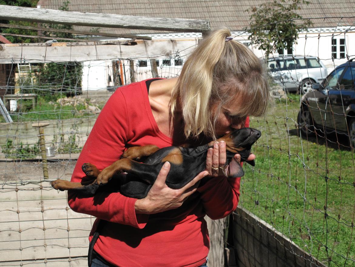 Dobermann Cuba - 7 uger og stadig hos mor og søskende  billede 8