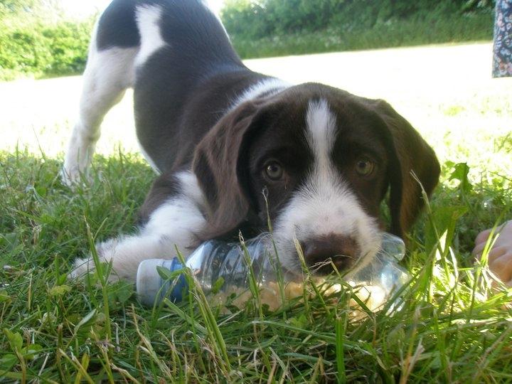 Blanding af racer Albert billede 2