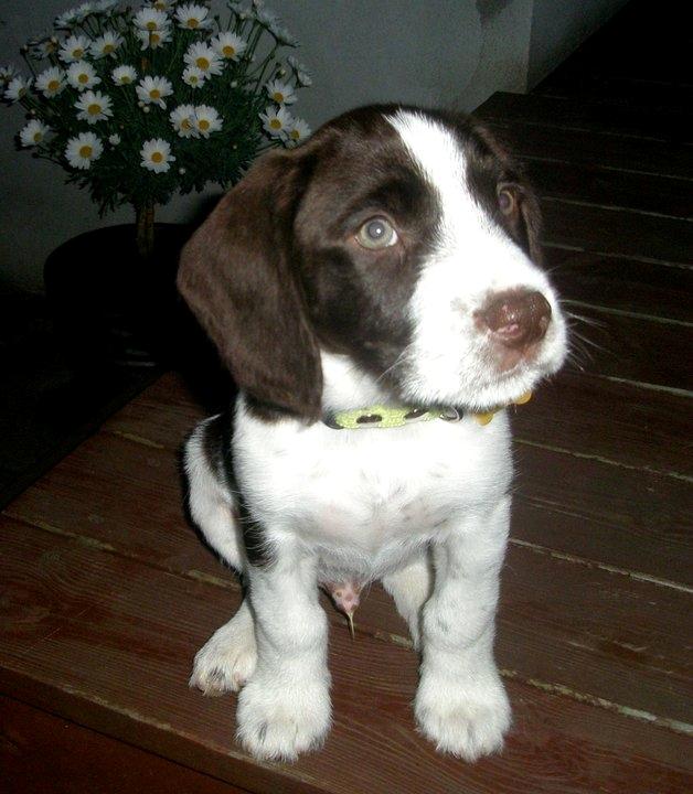 Blanding af racer Albert billede 1