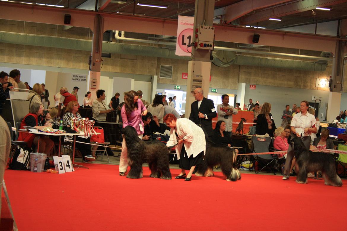 Afghansk mynde Julius - Julius til World Dog Show i Herning 2010. billede 16