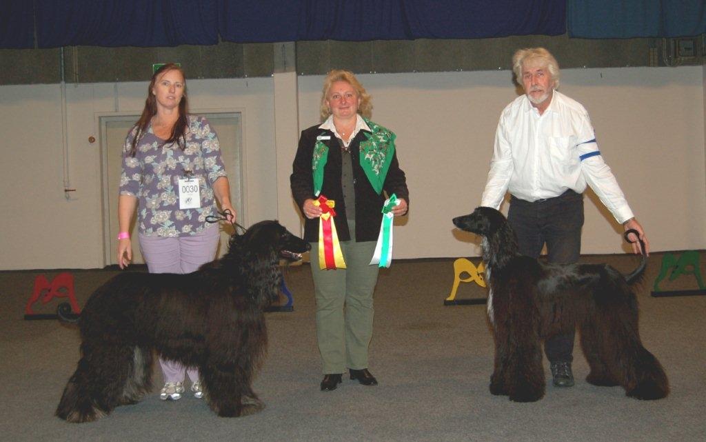 Afghansk mynde Julius - Julius bliver BIR ved Myndeklubbens udstilling i Års 2011. billede 17