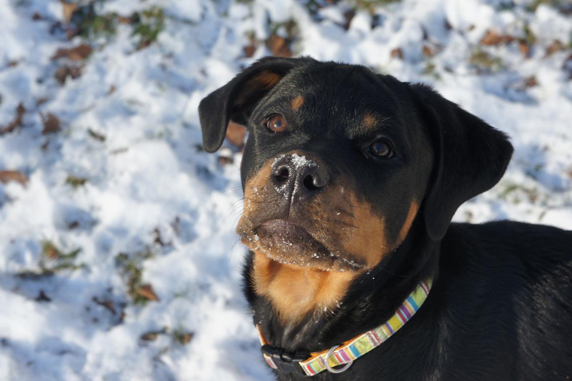 Rottweiler Enrica Vom Hause Desteny - Rica i sneen billede 16