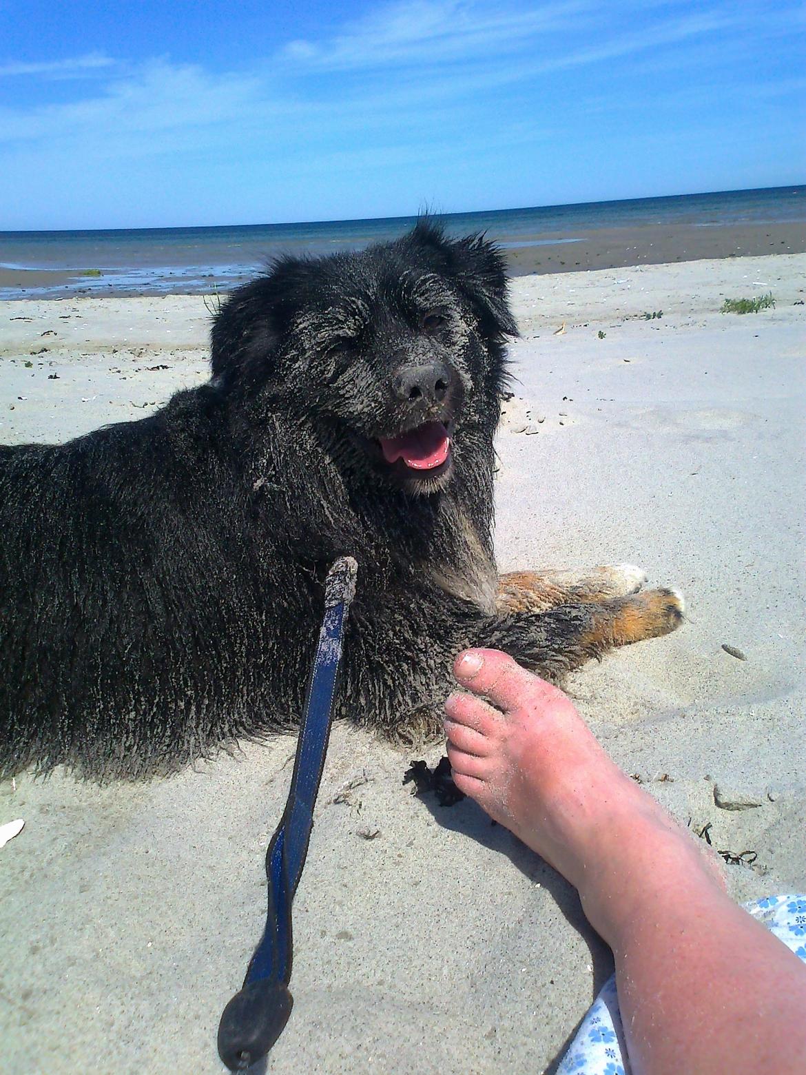 Blanding af racer Tobey - Juli 2011 billede 17