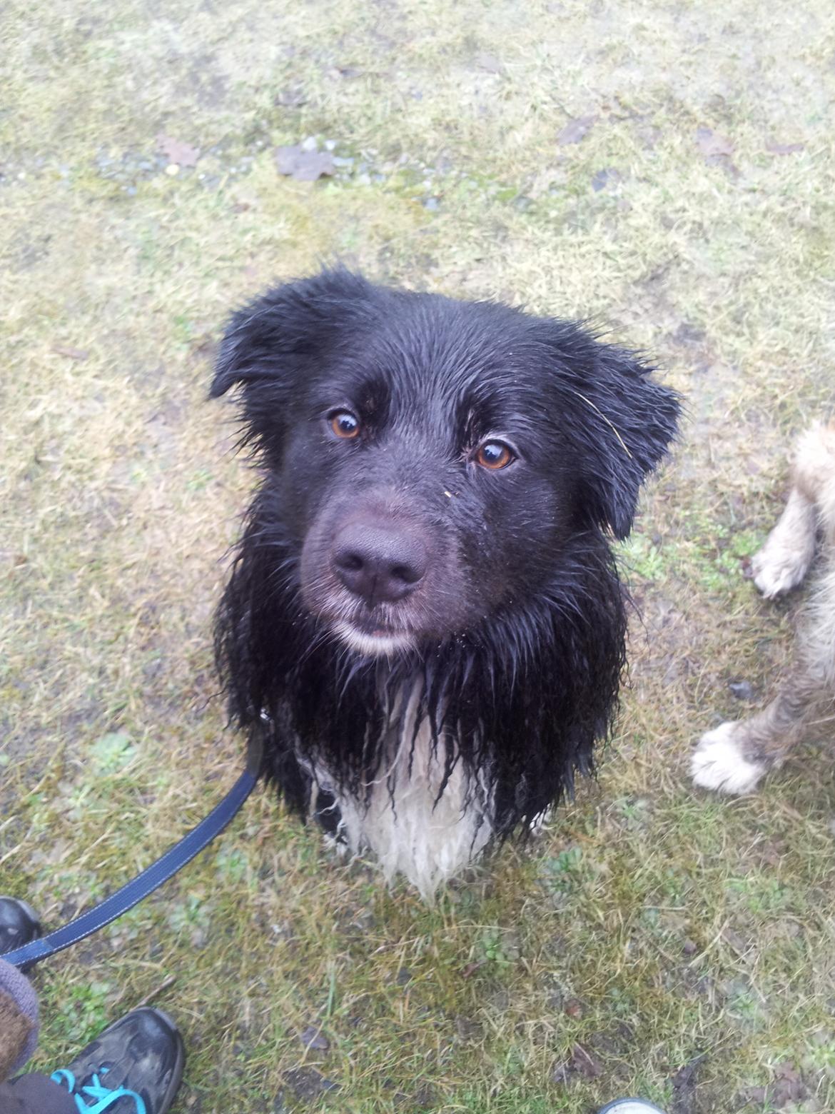 Blanding af racer Tobey - 22 feb 2012 Har lige været ude og bade, jeg er dejligt beskidt! billede 18