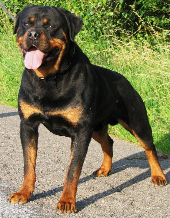 Rottweiler Kochiz From Royal Breed billede 1