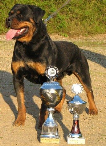 Rottweiler Kochiz From Royal Breed billede 2