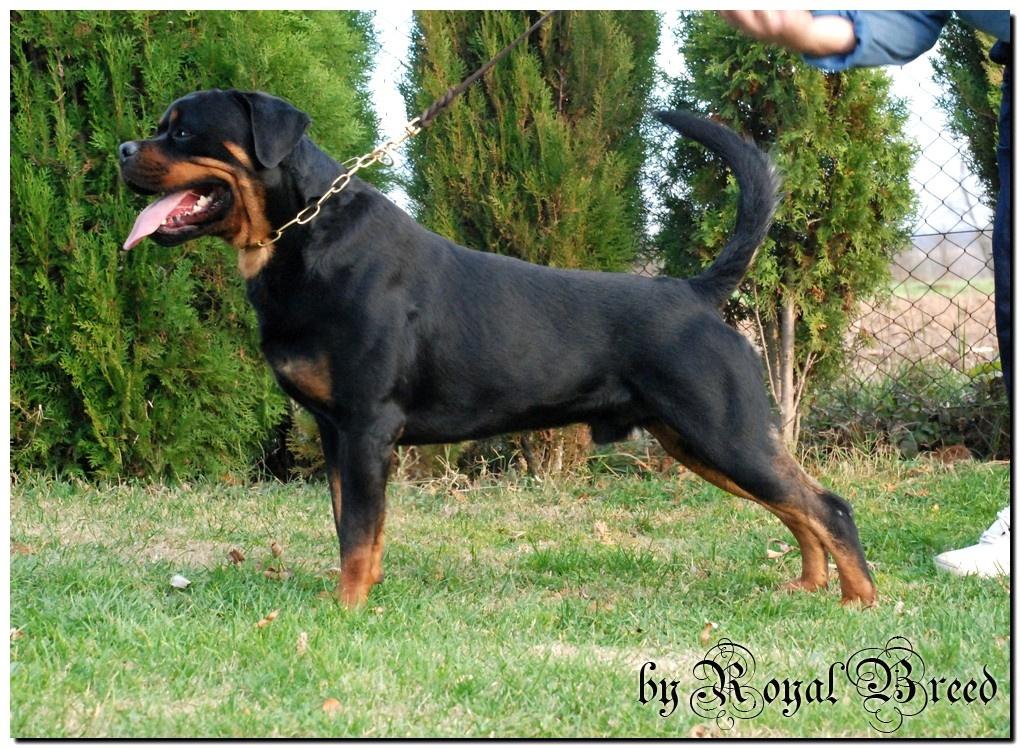 Rottweiler Kochiz From Royal Breed billede 3