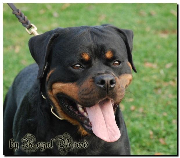 Rottweiler Kochiz From Royal Breed billede 4