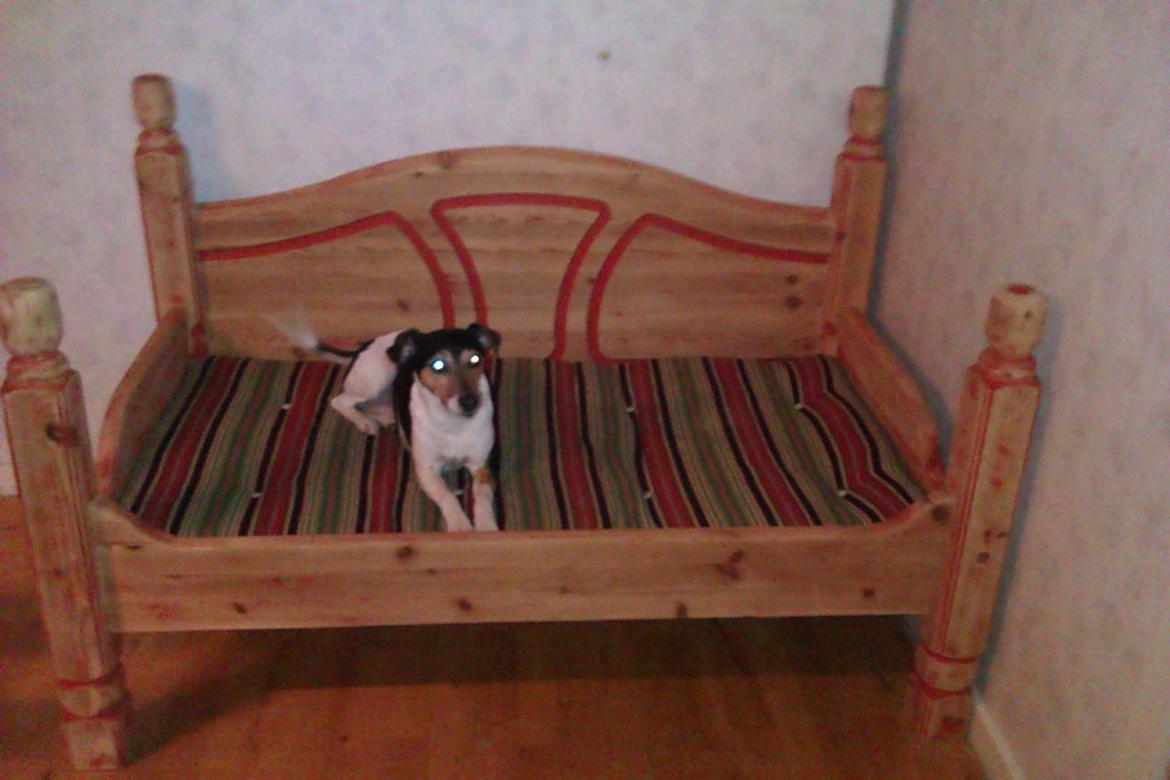 Grand danois Thyra - Den nye hundesofa lavet af en gammel dobbeltseng. Her indtaget af Chilli vores Fox. billede 6