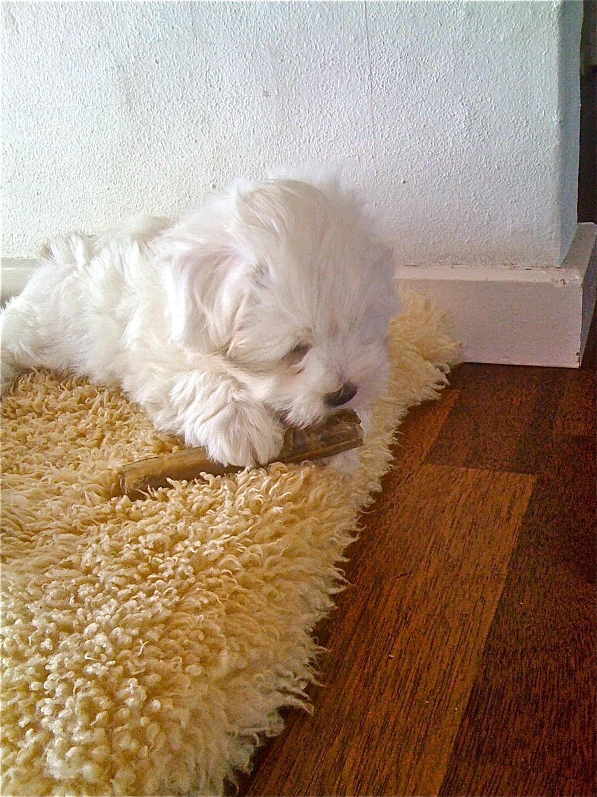 Coton de tulear Chili billede 9