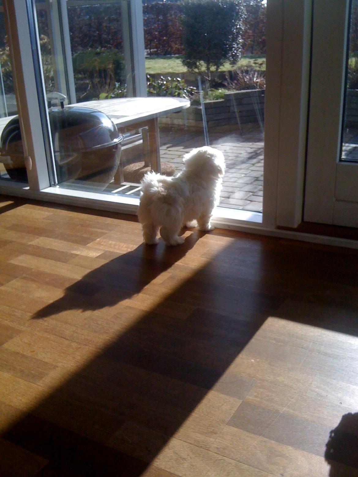 Coton de tulear Chili billede 10