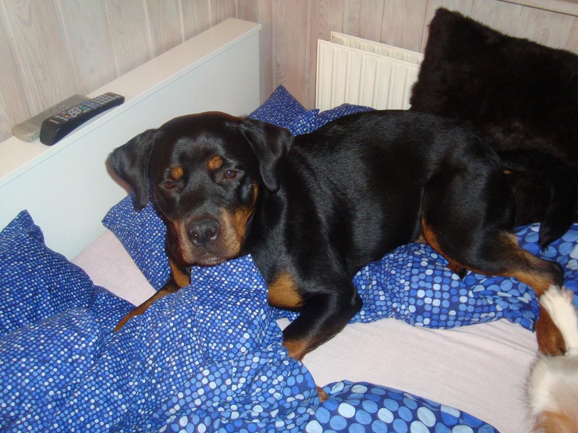 Rottweiler Nanna Hartmann billede 8