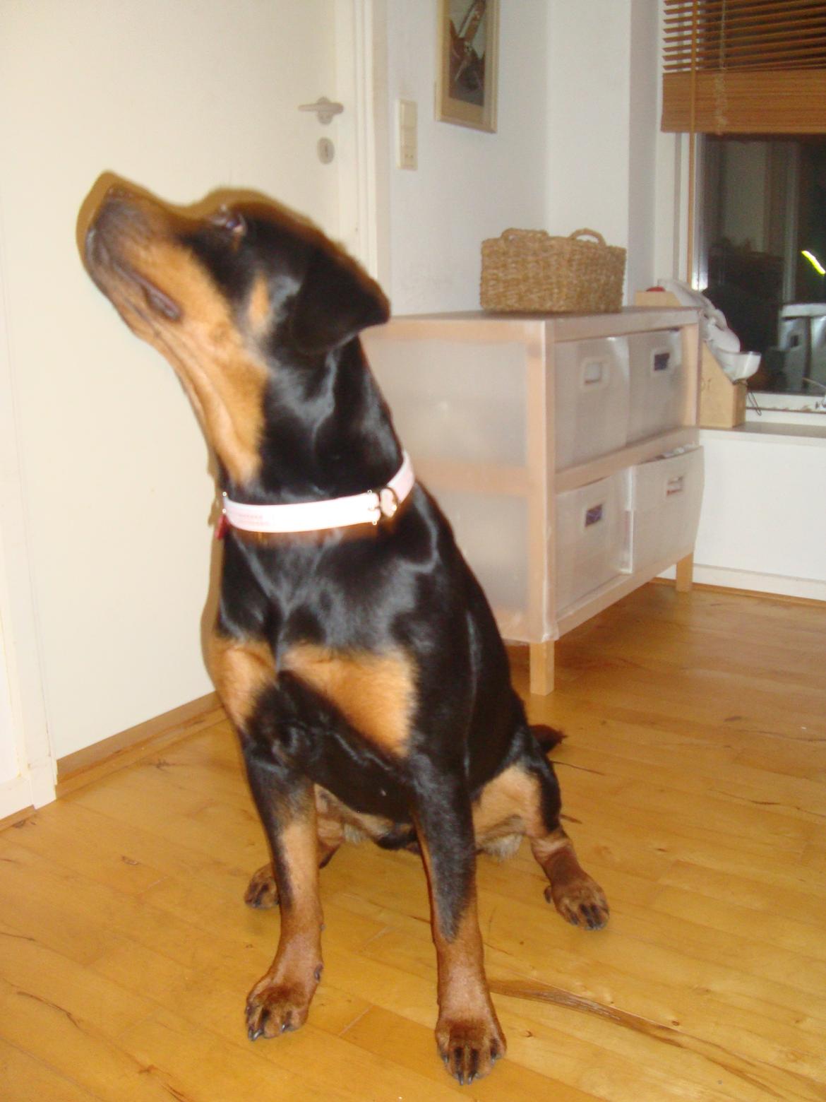 Rottweiler Nanna Hartmann billede 10