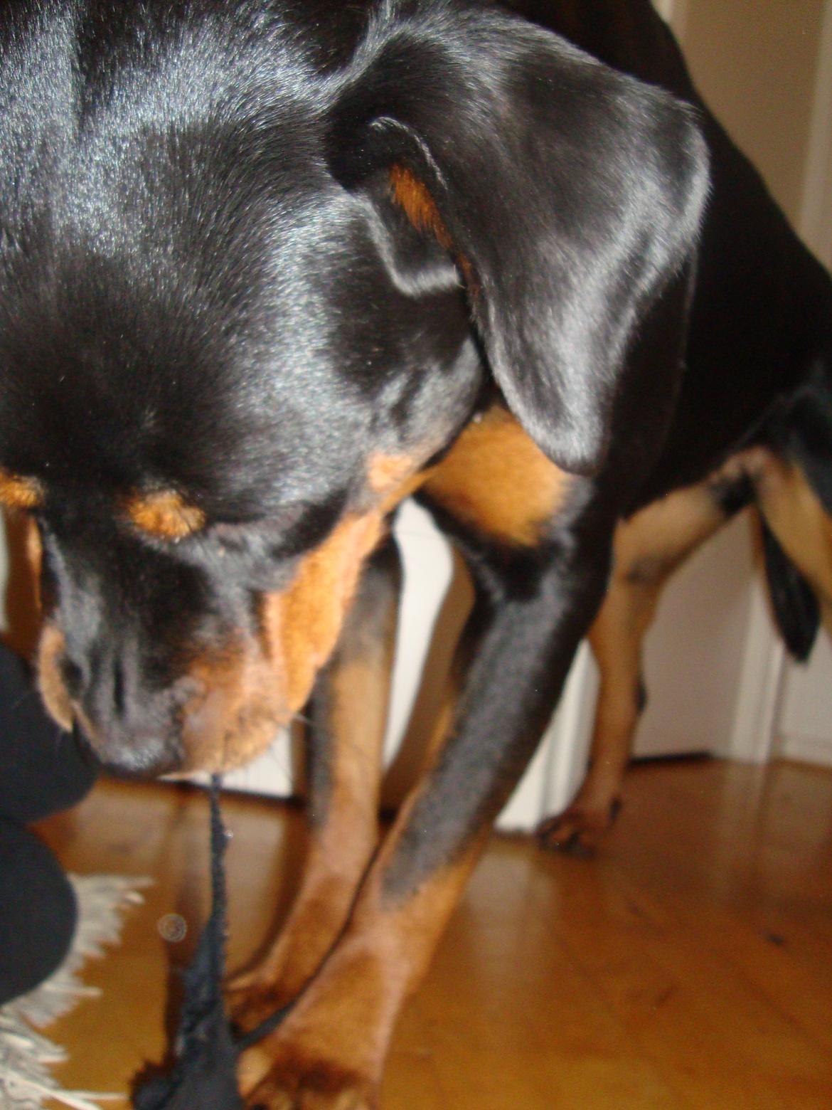 Rottweiler Nanna Hartmann billede 12