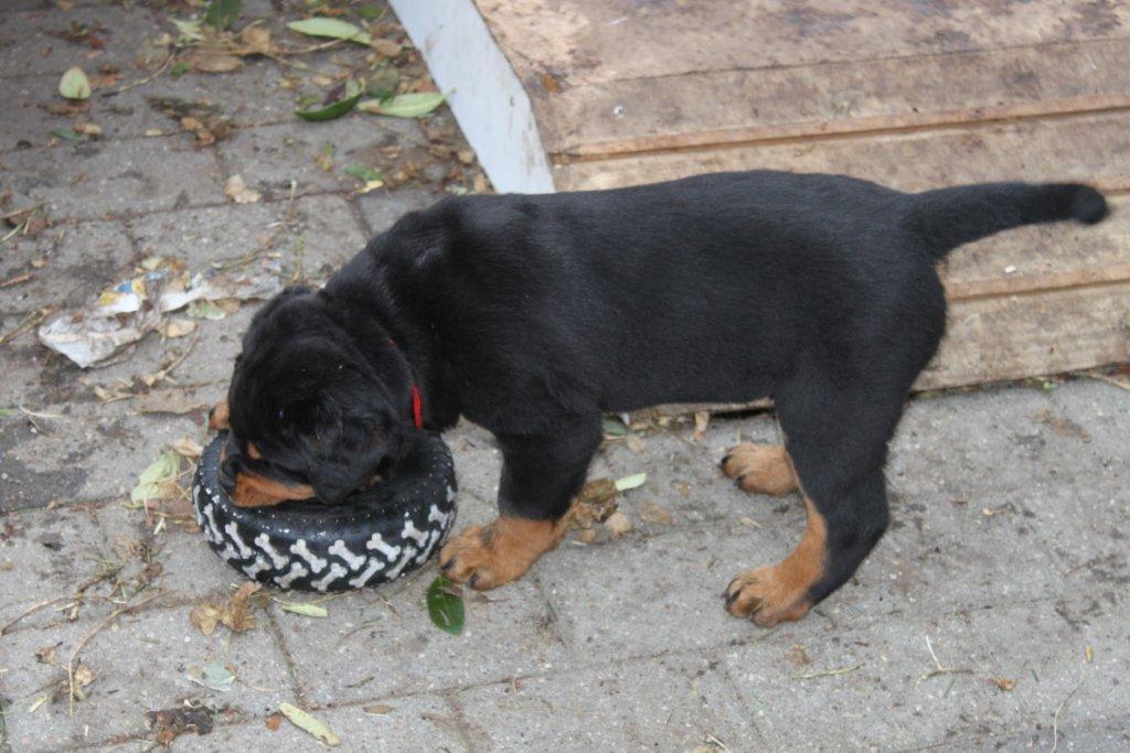 Rottweiler Mischa - ´8-12 uger billede 2