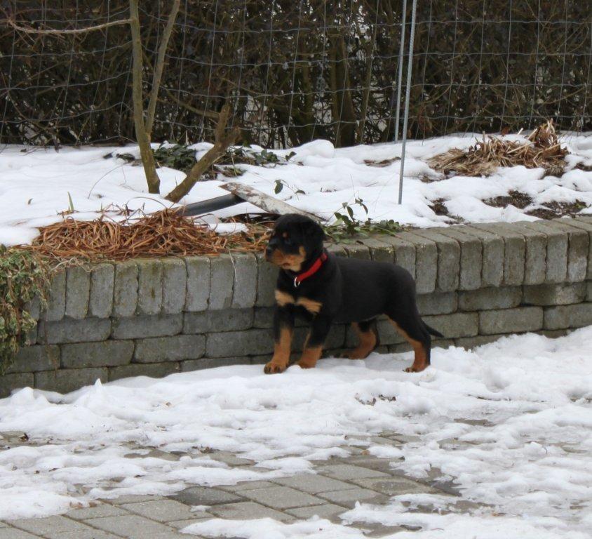 Rottweiler Mischa - 8-12 uger billede 3