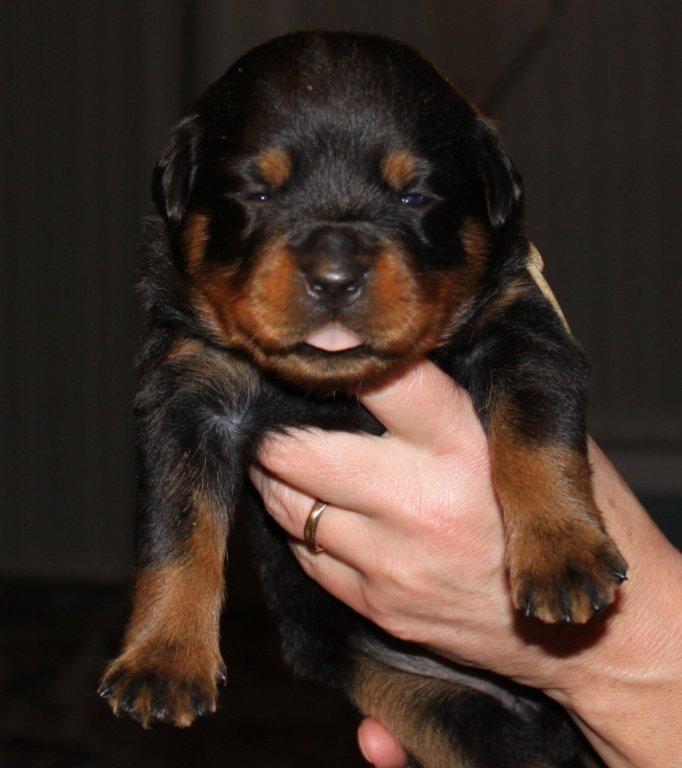 Rottweiler Mischa - meget lille :) billede 4