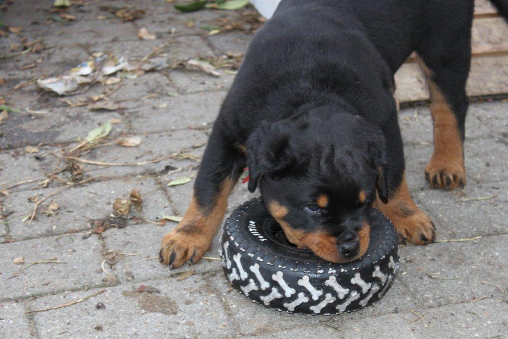 Rottweiler Mischa - 8-12 uger billede 5