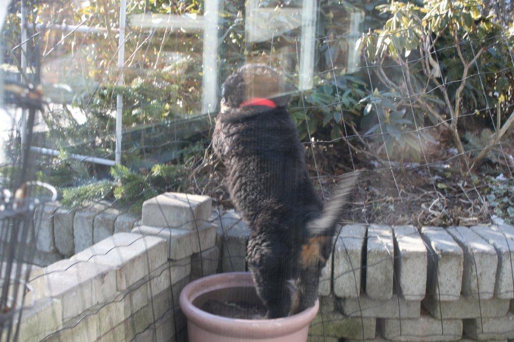 Rottweiler Mischa - 8-12 uger billede 6