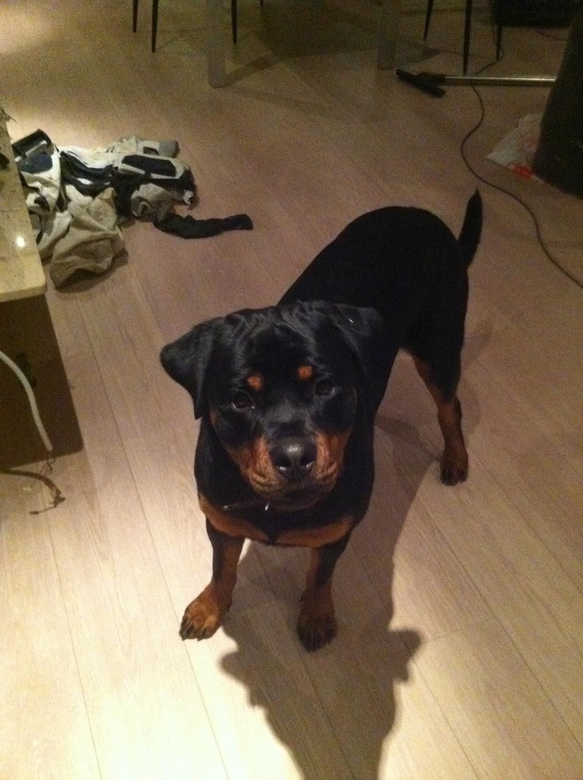 Rottweiler Mischa - min lille rotte :) billede 1