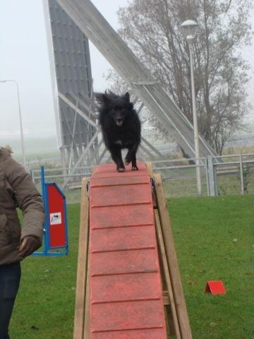 Pomeranian Armani billede 13