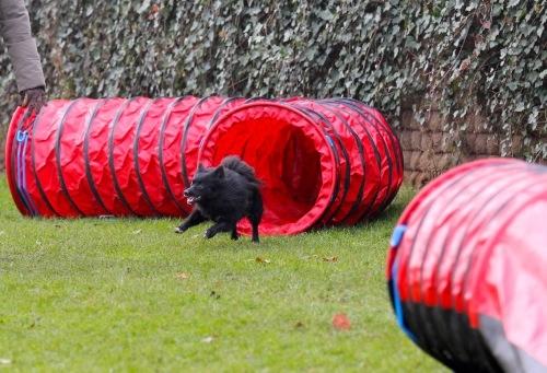 Pomeranian Armani billede 14