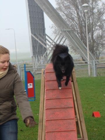 Pomeranian Armani billede 15