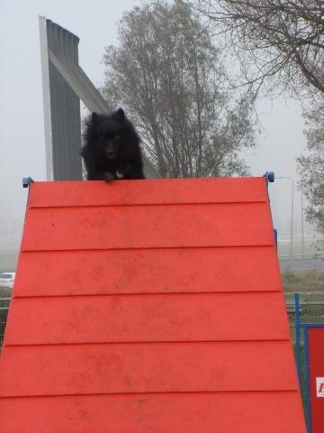 Pomeranian Armani billede 16