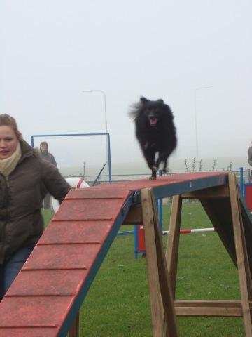 Pomeranian Armani billede 17