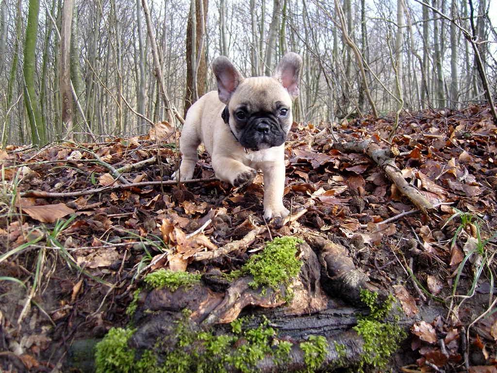 Fransk bulldog Siff billede 9