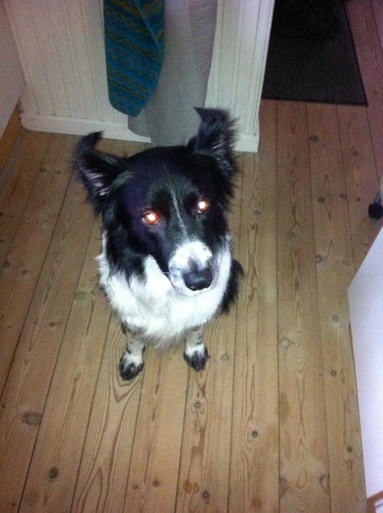 Blanding af racer Border Collie Milo - Nogen der har nummeret på en god eksorcist, for min kære Milo er da øjensynligt blevet besat af djævlen himself :O Tihi.
Nogen er jer der har oplevet noget lignende?? ;) Bør jeg være bekymret, eller skulle jeg blot have sendt ham til fastalavnsfesten i h billede 20