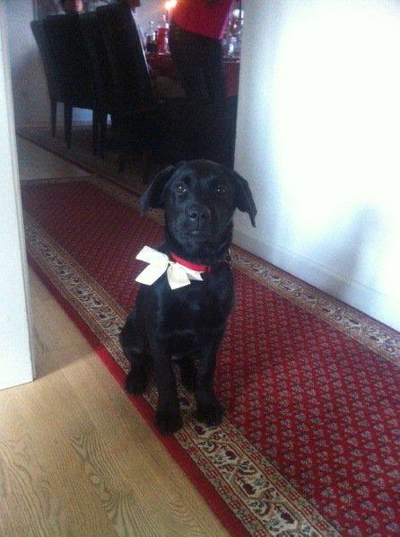 Labrador retriever Molly billede 1