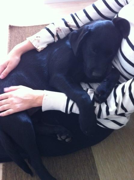 Labrador retriever Molly billede 3