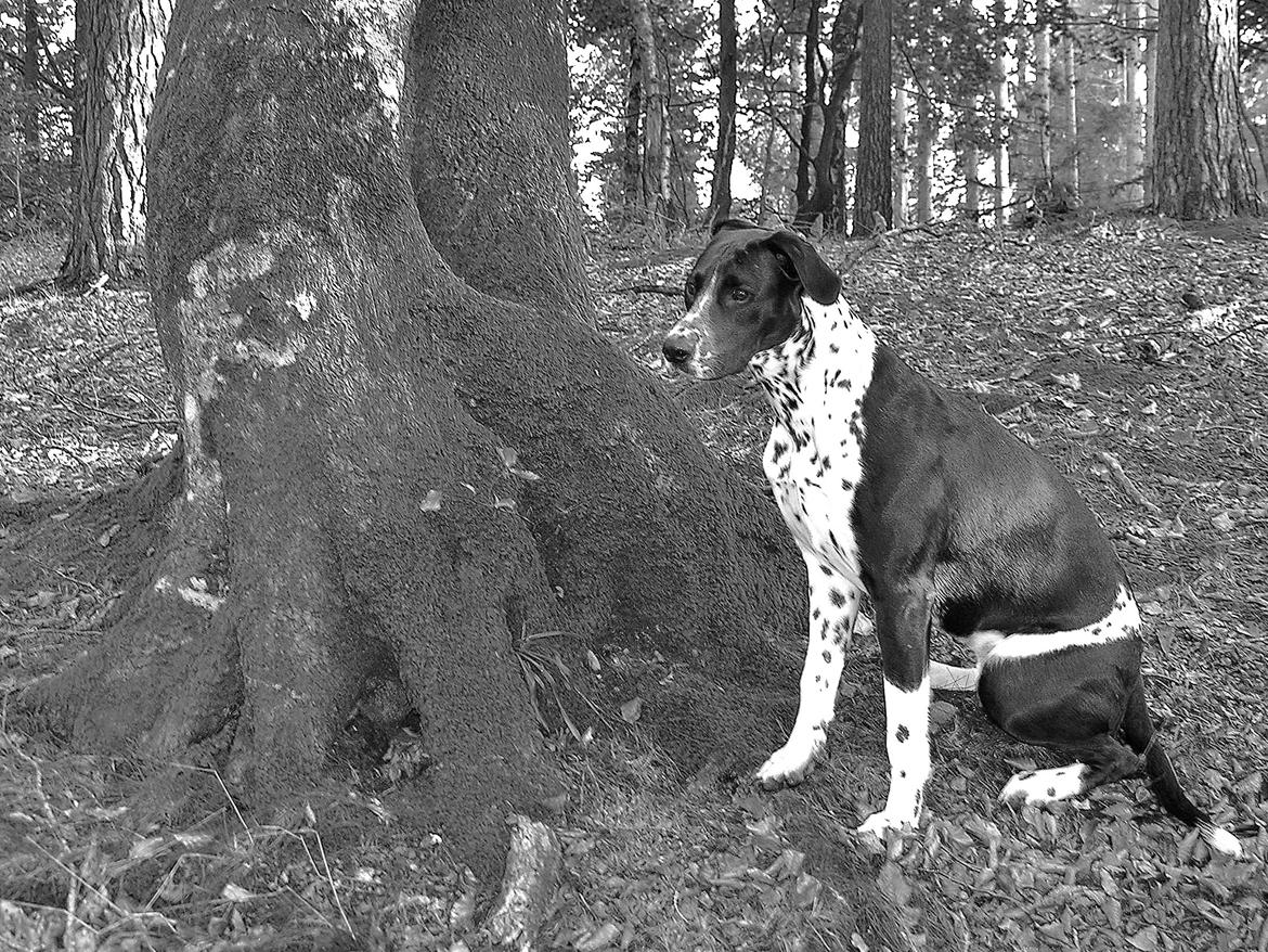 Blanding af racer Alberte billede 15