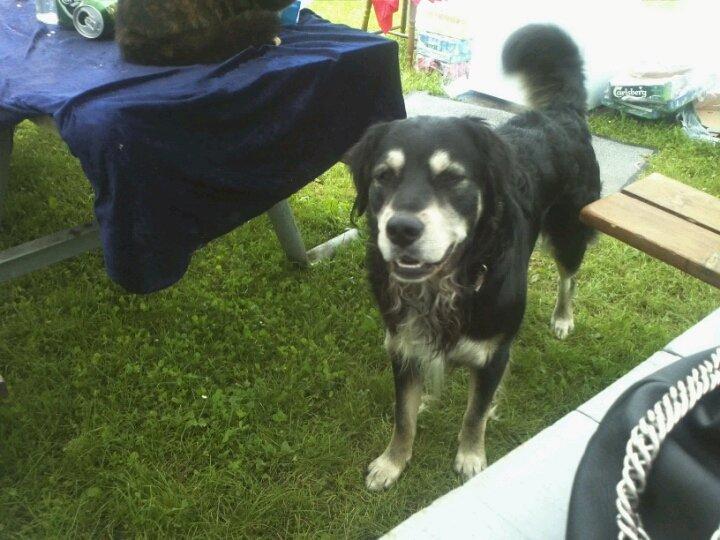 Blanding af racer Paco billede 1