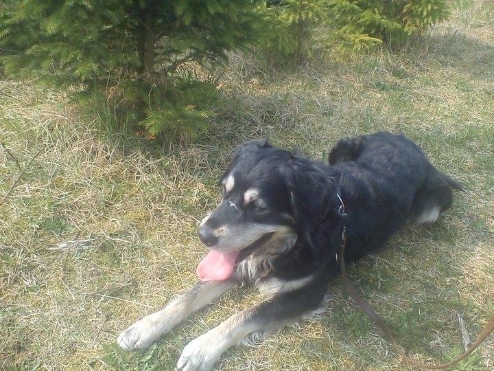 Blanding af racer Paco billede 2