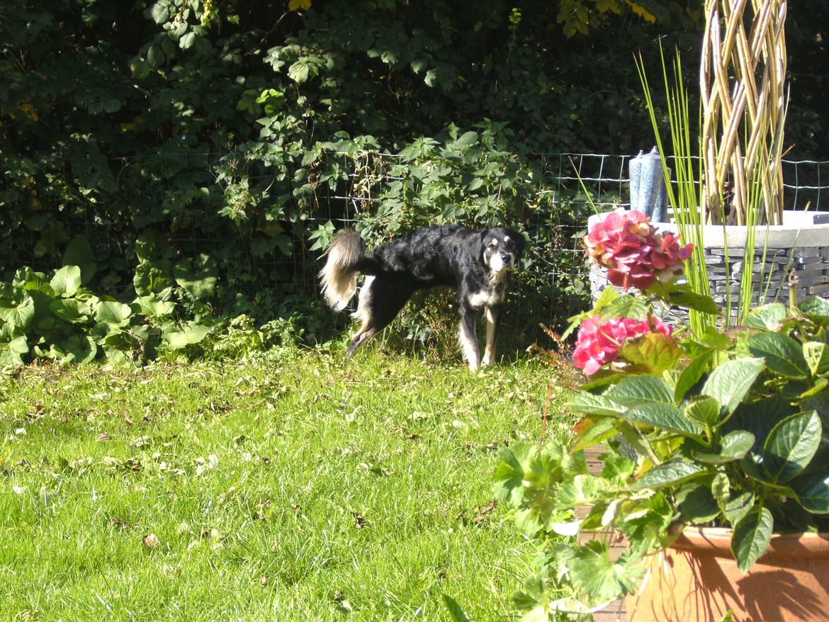 Blanding af racer Paco billede 3